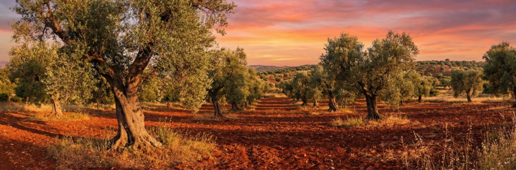 olive trees puglia guest house olive trees puglia guest house